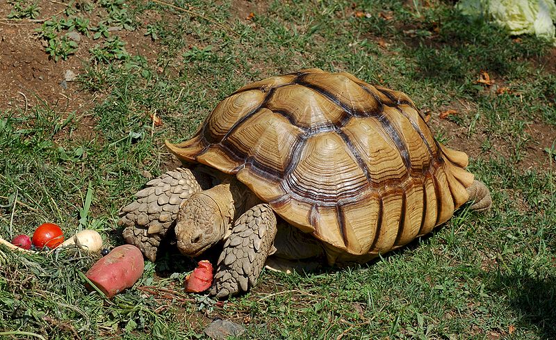 Geochelone sulcata