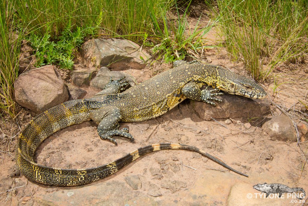 Varanus niloticus