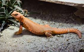 Uromastyx geyri