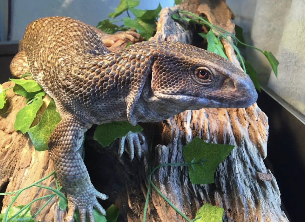 Varanus exanthematicus